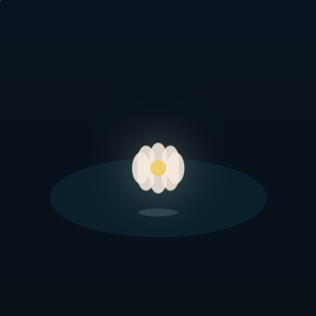 Lotus Night